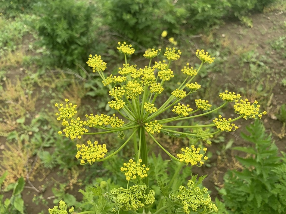 MR - Wild Parsnip1 MR - Wild Parsnip1
