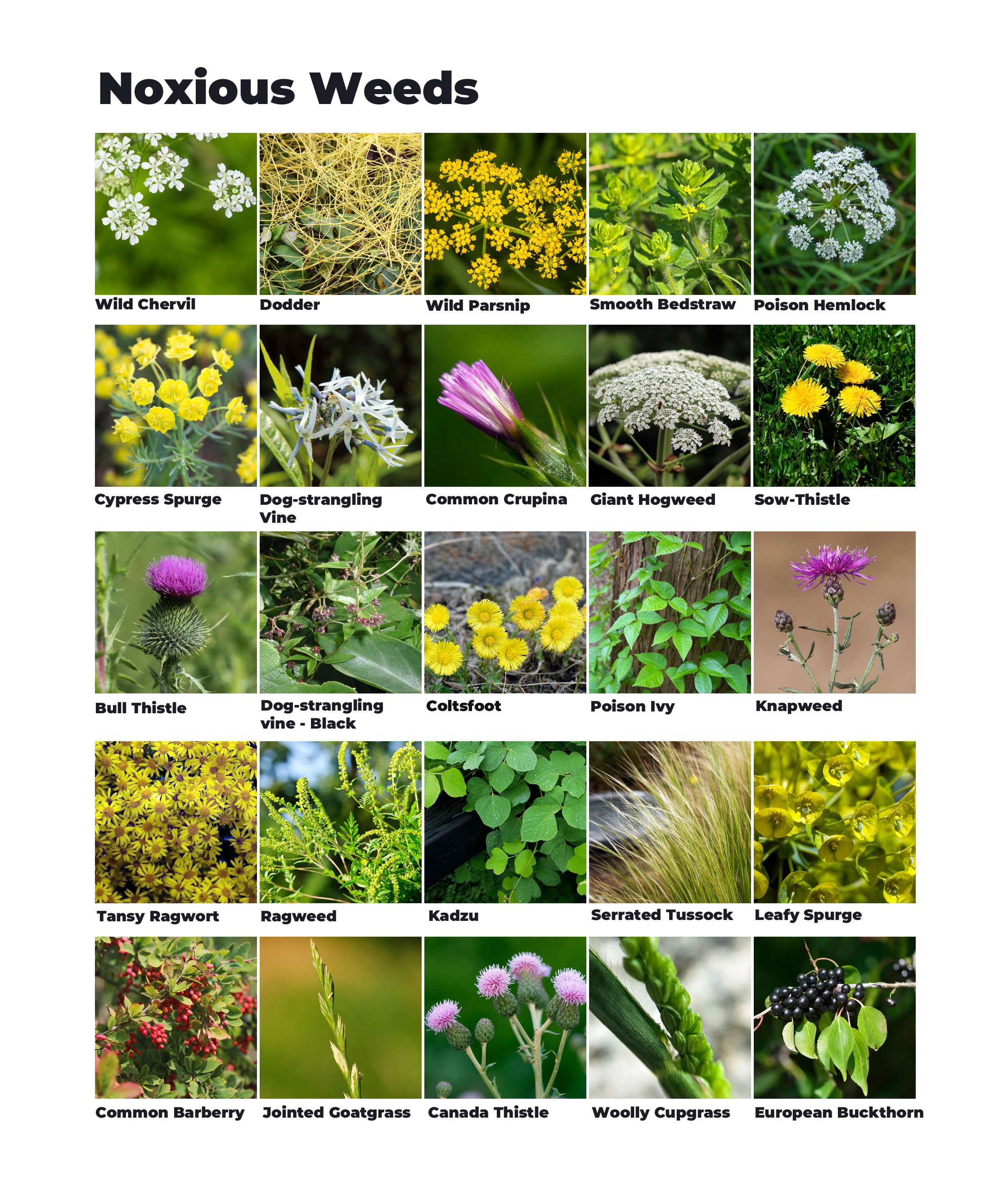 noxious weeds